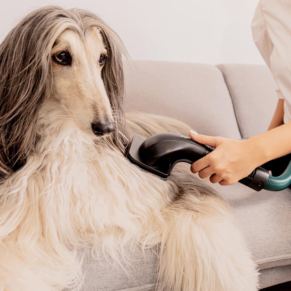 Rockstar 5500 Hurricane ErgoTwice Animal Conga