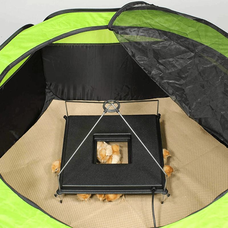 Plaque chauffante premium 2025 pour poussins – Couveuse pour poussins