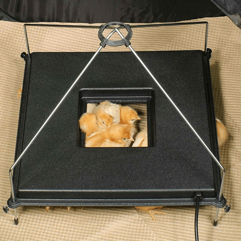 Plaque chauffante premium 2025 pour poussins – Couveuse pour poussins